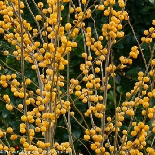 GOLD BERRY HEAVY® Winterberry Holly - 4" Pot - Proven Winners 4 GOLD BERRY HEAVY® Winterberry Holly - 4" Pot - Proven Winners - Image 2