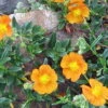 Bronze Carpet Sun Rose - Helianthemum - Quart Pot 1 Bronze Carpet Sun Rose - Helianthemum - Quart Pot -Cheap Plants Store apibnudco 56441.1592323451