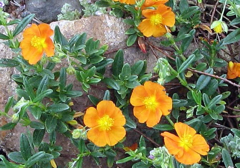 Bronze Carpet Sun Rose - Helianthemum - Quart Pot 3 Bronze Carpet Sun Rose - Helianthemum - Quart Pot
