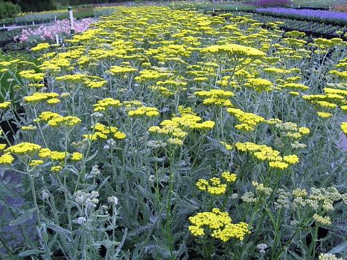Moonshine Yarrow Perennial - Achillea - NEW! - Quart Pot 4 Moonshine Yarrow Perennial - Achillea - NEW! - Quart Pot - Image 2