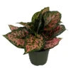 Red Valentine Chinese Evergreen Plant - Aglaonema - Grows In Dim Light - 6" Pot 2 Red Valentine Chinese Evergreen Plant - Aglaonema - Grows In Dim Light - 6" Pot -Cheap Plants Store apic6m8yd 33006.1647895821