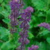 Purple Rain Salvia - Meadow Sage - Dwarf - Quart Pot 1 Purple Rain Salvia - Meadow Sage - Dwarf - Quart Pot -Cheap Plants Store apicgrmvl 70763.1592331596