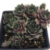Silverine Moon Hens & Chicks - Sempervivum -Very Hardy - Quart Pot - Moon Charms -Cheap Plants Store apicmswpl 58725.1592326195