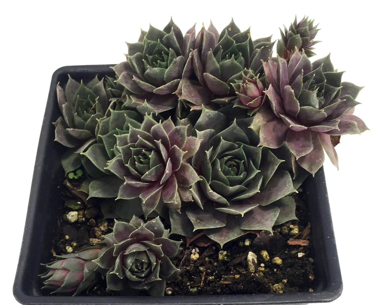 Silverine Moon Hens & Chicks - Sempervivum -Very Hardy - Quart Pot - Moon Charms 2 Silverine Moon Hens & Chicks - Sempervivum -Very Hardy - Quart Pot - Moon Charms