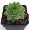 Green Wheel Hens & Chicks - Sempervivum - Very Hardy - Quart Pot 2 Green Wheel Hens & Chicks - Sempervivum - Very Hardy - Quart Pot -Cheap Plants Store apicu3iqo 40044.1592326199