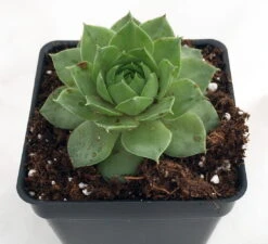 Green Wheel Hens & Chicks - Sempervivum - Very Hardy - Quart Pot
