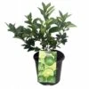 Persian Lime Tree - Fruit Bearing Size -6" Pot-NO SHIP To TX, FL, AZ, CA, LA, HI 1 Persian Lime Tree - Fruit Bearing Size -6" Pot-NO SHIP To TX, FL, AZ, CA, LA, HI -Cheap Plants Store apicyz0t4 62093.1592323062