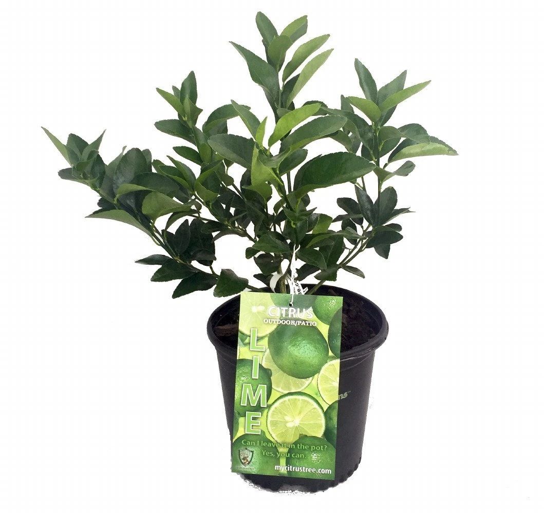 Persian Lime Tree - Fruit Bearing Size -6" Pot-NO SHIP To TX, FL, AZ, CA, LA, HI 3 Persian Lime Tree - Fruit Bearing Size -6" Pot-NO SHIP To TX, FL, AZ, CA, LA, HI