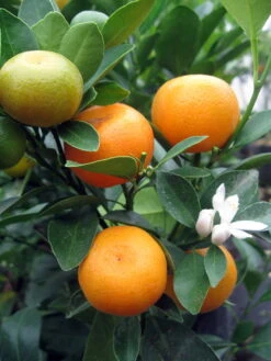 Miniature Orange Tree - Calamondin -8" Pot-NO SHIPPING TO TX, FL, AZ, CA, LA, HI 8 Miniature Orange Tree - Calamondin -8" Pot-NO SHIPPING TO TX, FL, AZ, CA, LA, HI -Cheap Plants Store apid1o20v 96734.1592325043