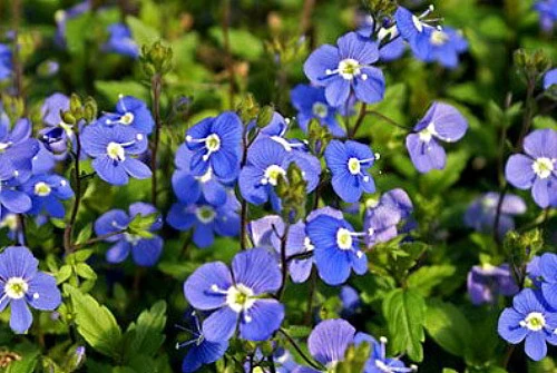 Georgia Blue Veronica - Speedwell - Quart Pot - Rich Blue Creeper 4 Georgia Blue Veronica - Speedwell - Quart Pot - Rich Blue Creeper - Image 2