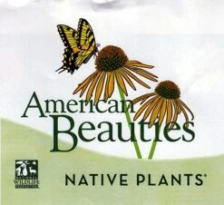 Viking Chokeberry Plant - Aronia - Shrub/Bonsai/Wine - 3.25" Pot 9 Viking Chokeberry Plant - Aronia - Shrub/Bonsai/Wine - 3.25" Pot -Cheap Plants Store apid7xbwy 02886.1592329154