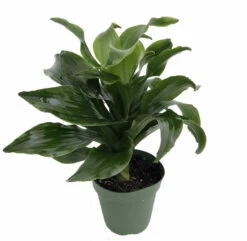 Twister Dragon Tree - Dracaena Fragrans - 6" Pot - Easy To Grow House Plant 9 Twister Dragon Tree - Dracaena Fragrans - 6" Pot - Easy To Grow House Plant -Cheap Plants Store apiddfyy9 78722.1630600088