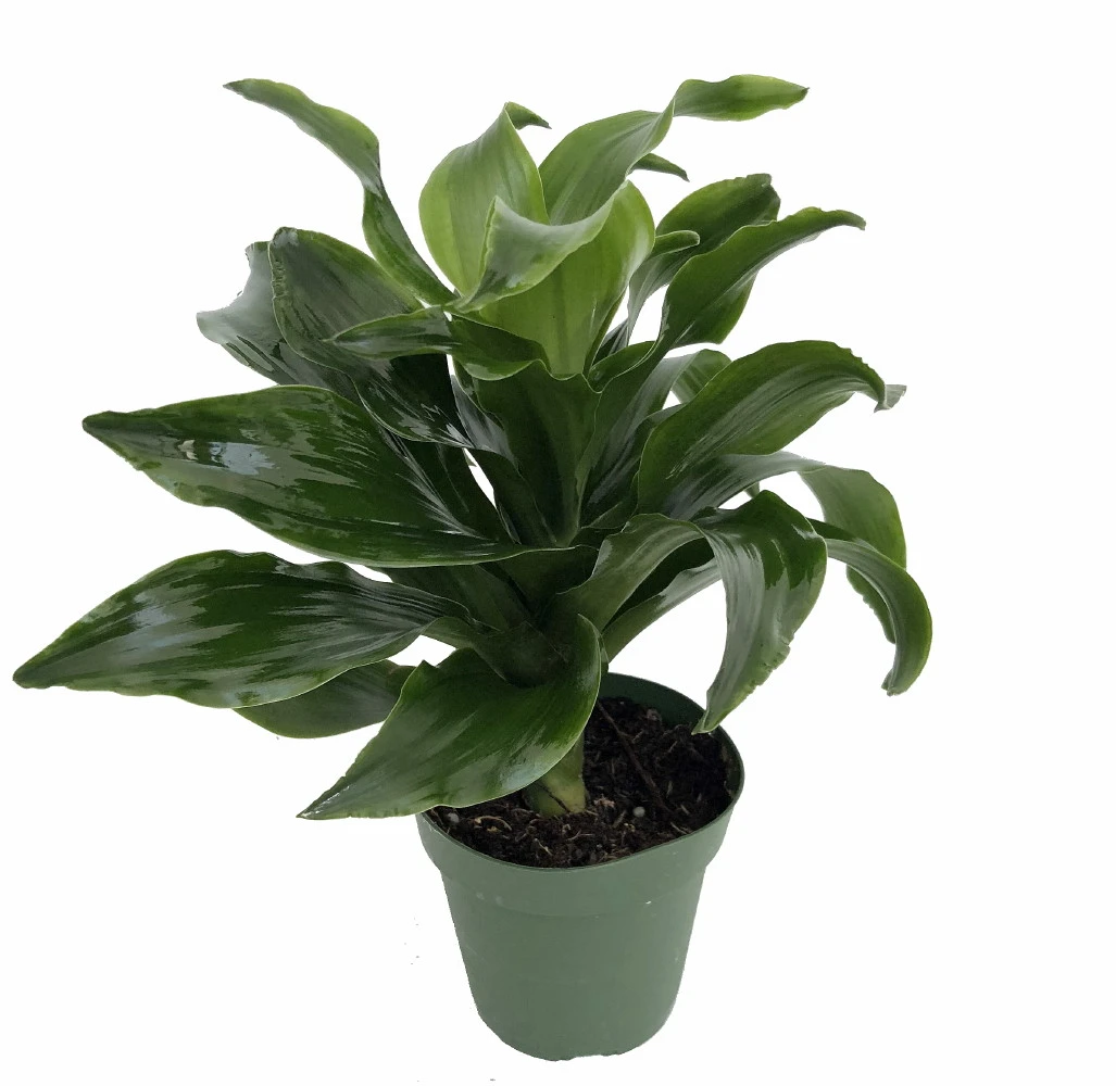 Twister Dragon Tree - Dracaena Fragrans - 6" Pot - Easy To Grow House Plant 6 Twister Dragon Tree - Dracaena Fragrans - 6" Pot - Easy To Grow House Plant - Image 4