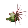 Yoga Frog Lotus Position - Planter With Live Tillandsia Air Plant - 3" X 3" 1 Yoga Frog Lotus Position - Planter With Live Tillandsia Air Plant - 3" X 3" -Cheap Plants Store apiddyejj 67000.1592325175