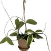 SALE - Rare Macro Wax Plant - Hoya Macrophylla - Collector's Series - 4.5" Hanging Basket 1 SALE - Rare Macro Wax Plant - Hoya Macrophylla - Collector's Series - 4.5" Hanging Basket -Cheap Plants Store apidxte9c 16100.1592324562