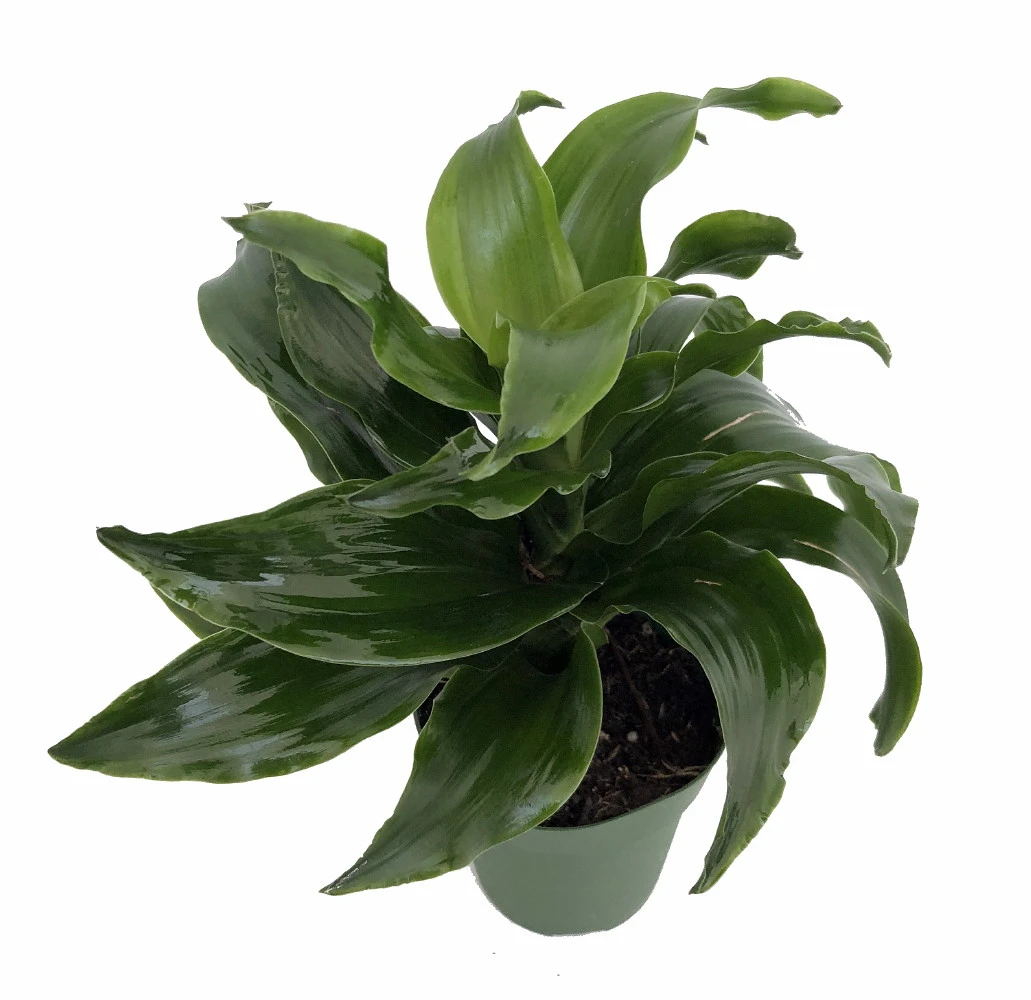 Twister Dragon Tree - Dracaena Fragrans - 6" Pot - Easy To Grow House Plant 4 Twister Dragon Tree - Dracaena Fragrans - 6" Pot - Easy To Grow House Plant - Image 2