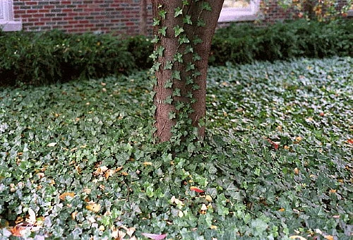 Thorndale English Ivy 48 Plants - Hardy Groundcover - 1 3/4" Pots 6 Thorndale English Ivy 48 Plants - Hardy Groundcover - 1 3/4" Pots - Image 4