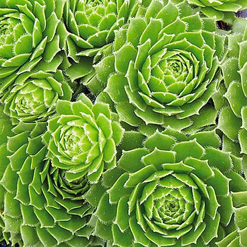 Green Wheel Hens & Chicks - Sempervivum - Very Hardy - Quart Pot 4 Green Wheel Hens & Chicks - Sempervivum - Very Hardy - Quart Pot - Image 2