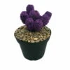 Amethyst Purple Living Desert Jewel Cactus - 4" Pot 1 Amethyst Purple Living Desert Jewel Cactus - 4" Pot -Cheap Plants Store apiena7ad 01812.1592329655