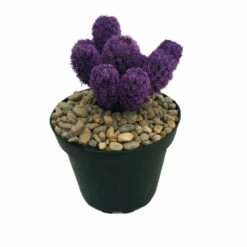 Amethyst Purple Living Desert Jewel Cactus - 4" Pot