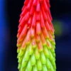 Fire Dance Red Hot Poker - Kniphofia - Loves The Sun - Gallon Pot