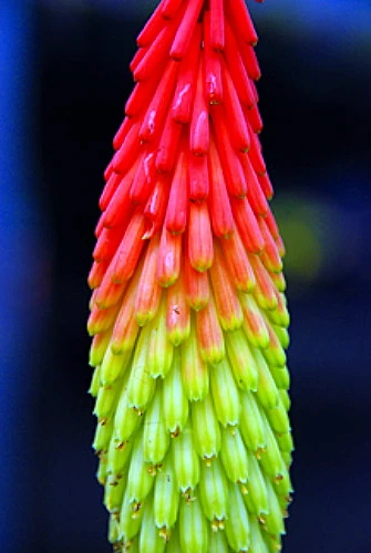 Fire Dance Red Hot Poker - Kniphofia - Loves The Sun - Gallon Pot 3 Fire Dance Red Hot Poker - Kniphofia - Loves The Sun - Gallon Pot