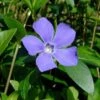 Myrtle 48 Plants - Periwinkle/Vinca - Hardy Groundcover - 1 3/4" Pots 1 Myrtle 48 Plants - Periwinkle/Vinca - Hardy Groundcover - 1 3/4" Pots -Cheap Plants Store apiez1sqy 76798.1592318738