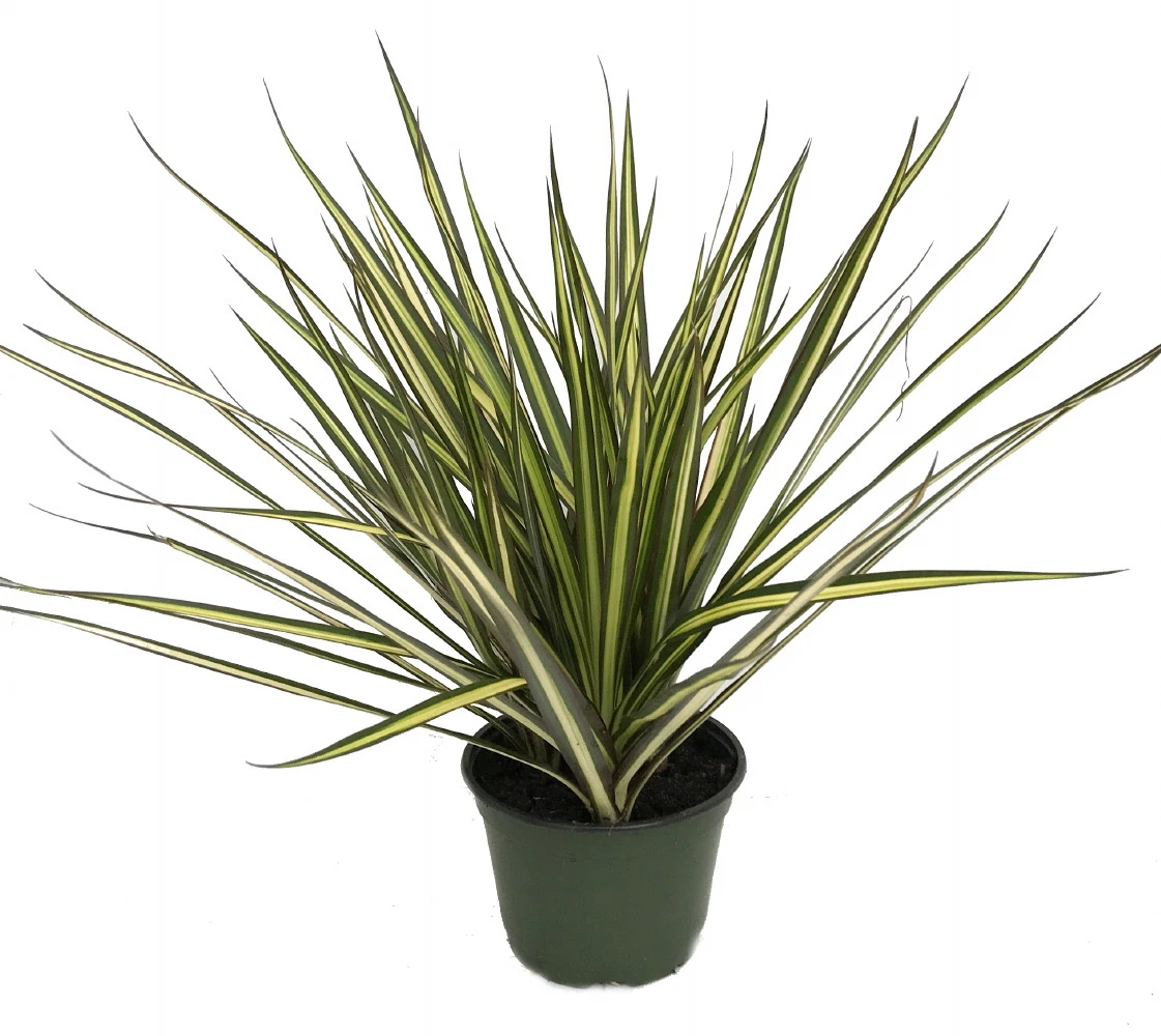 Kiwi Dragon Tree - Dracaena Marginata - 6" Pot - Easy To Grow House Plant 4 Kiwi Dragon Tree - Dracaena Marginata - 6" Pot - Easy To Grow House Plant - Image 2