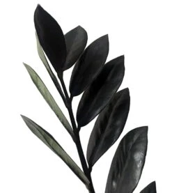 Cheap Plants Store 6 Cheap Plants Store -Cheap Plants Store apif36o77 96353.1640122347