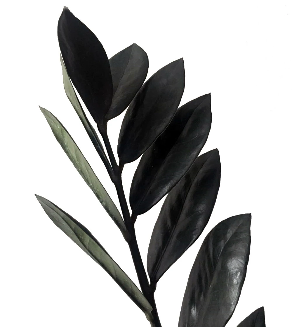 Rare Black Raven ZZ Plant - Zamioculcas Zamiifolia - 6" Pot - Collector's 4 Rare Black Raven ZZ Plant - Zamioculcas Zamiifolia - 6" Pot - Collector's - Image 2