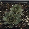Desert Bloom Hens & Chicks - Sempervivum - Very Hardy - Quart Pot 2 Desert Bloom Hens & Chicks - Sempervivum - Very Hardy - Quart Pot -Cheap Plants Store apif6hfu2 22230.1592331636