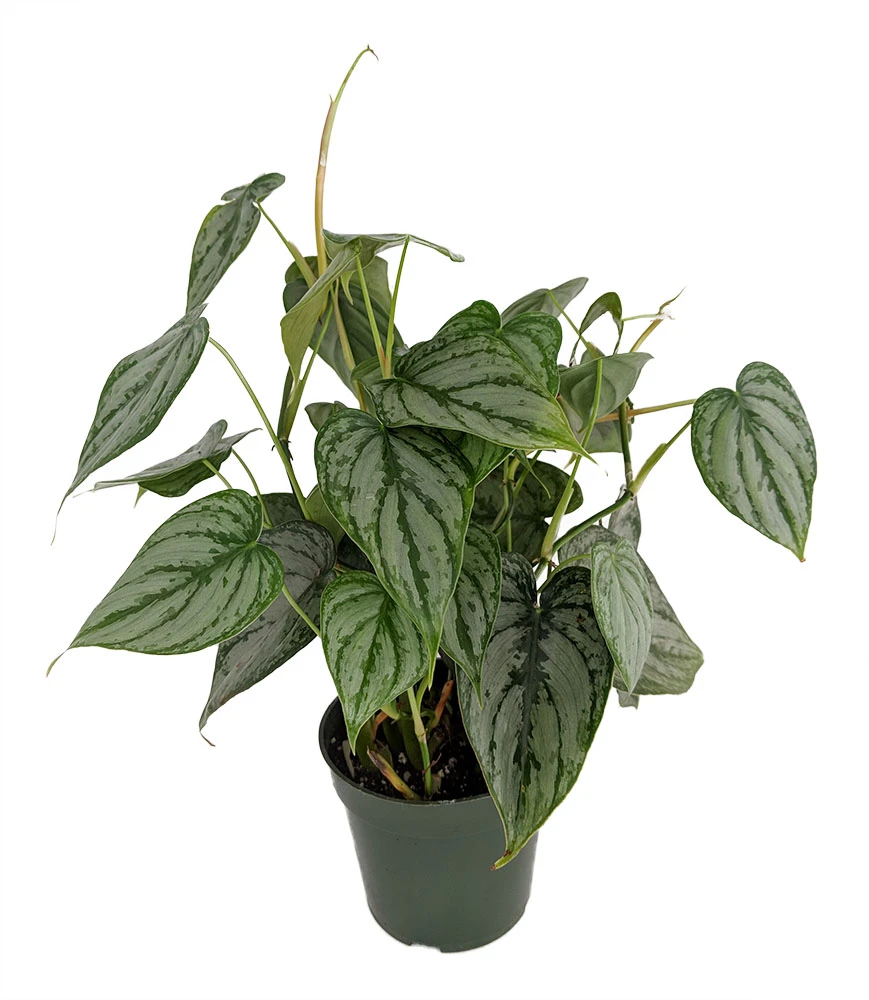 Brandi Philodendron - Easiest House Plant To Grow - 4" Pot 3 Brandi Philodendron - Easiest House Plant To Grow - 4" Pot