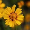 Tequila Sunrise Coreopsis Perennial Plant - Quart Pot 2 Tequila Sunrise Coreopsis Perennial Plant - Quart Pot -Cheap Plants Store apifjkphc 86783.1592323236