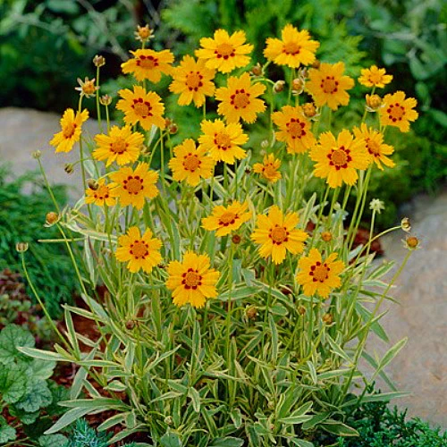 Tequila Sunrise Coreopsis Perennial Plant - Quart Pot 4 Tequila Sunrise Coreopsis Perennial Plant - Quart Pot - Image 2