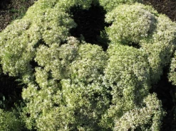 Thundercloud Sedum - Hardy Perennial Groundcover - Quart Pot 9 Thundercloud Sedum - Hardy Perennial Groundcover - Quart Pot -Cheap Plants Store apiftu6uj 09467.1592326179