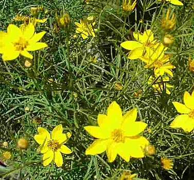 Zagreb Coreopsis Perennial Plant - AGM WINNER - Quart Pot 4 Zagreb Coreopsis Perennial Plant - AGM WINNER - Quart Pot - Image 2