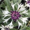 Amethyst In Snow Mountain Bluet - Centaurea Montana - Live Plant -Quart Pot 1 Amethyst In Snow Mountain Bluet - Centaurea Montana - Live Plant -Quart Pot -Cheap Plants Store apifvlzd8 56813.1592325965