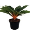 Orange Mandarin Spider Plant - Chlorophytum - Easy To Grow - 6" Pot 1 Orange Mandarin Spider Plant - Chlorophytum - Easy To Grow - 6" Pot -Cheap Plants Store apifxmbzh 13683.1592330588
