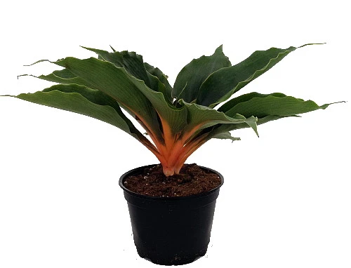 Orange Mandarin Spider Plant - Chlorophytum - Easy To Grow - 6" Pot 3 Orange Mandarin Spider Plant - Chlorophytum - Easy To Grow - 6" Pot
