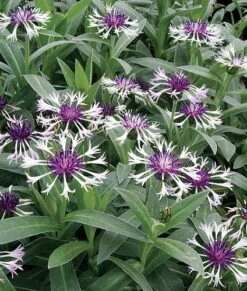 Amethyst In Snow Mountain Bluet - Centaurea Montana - Live Plant -Quart Pot 7 Amethyst In Snow Mountain Bluet - Centaurea Montana - Live Plant -Quart Pot -Cheap Plants Store apig8ey4t 70648.1592325965