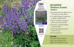 Decadence® Blueberry Sundae Baptisia - False Indigo - Gallon Pot 7 Decadence® Blueberry Sundae Baptisia - False Indigo - Gallon Pot -Cheap Plants Store apigcvwwa 98850.1592332068