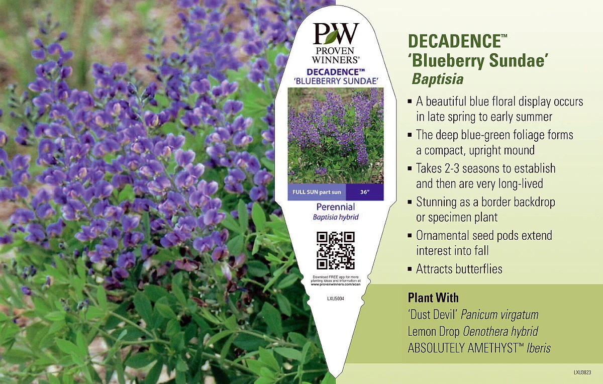Decadence® Blueberry Sundae Baptisia - False Indigo - Gallon Pot 5 Decadence® Blueberry Sundae Baptisia - False Indigo - Gallon Pot - Image 3