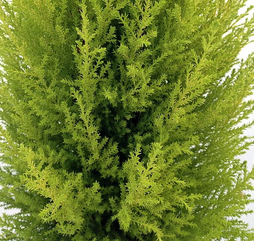 Lemon Scented Goldcrest Mini Poodle Cypress Tree - 4.5" Pot 4 Lemon Scented Goldcrest Mini Poodle Cypress Tree - 4.5" Pot - Image 2
