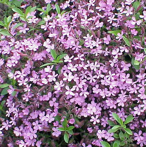 Soapwort Perennial - Saponaria Ocymoides - Quart Pot 4 Soapwort Perennial - Saponaria Ocymoides - Quart Pot - Image 2