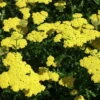 Moonshine Yarrow Perennial - Achillea - NEW! - Quart Pot 1 Moonshine Yarrow Perennial - Achillea - NEW! - Quart Pot -Cheap Plants Store apigp6atk 77174.1592325518