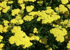 Moonshine Yarrow Perennial - Achillea - NEW! - Quart Pot