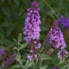 Humdinger® Orchid Annie Butterfly Bush - Buddleia - Compact - Gallon Pot 1 Humdinger® Orchid Annie Butterfly Bush - Buddleia - Compact - Gallon Pot -Cheap Plants Store apigq6x45 61509.1592318205