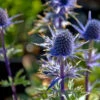 Blue Glitter Sea Holly Perennial - Eryngium - Live Plant - Quart Pot 2 Blue Glitter Sea Holly Perennial - Eryngium - Live Plant - Quart Pot -Cheap Plants Store apigviocr 44624.1592323723