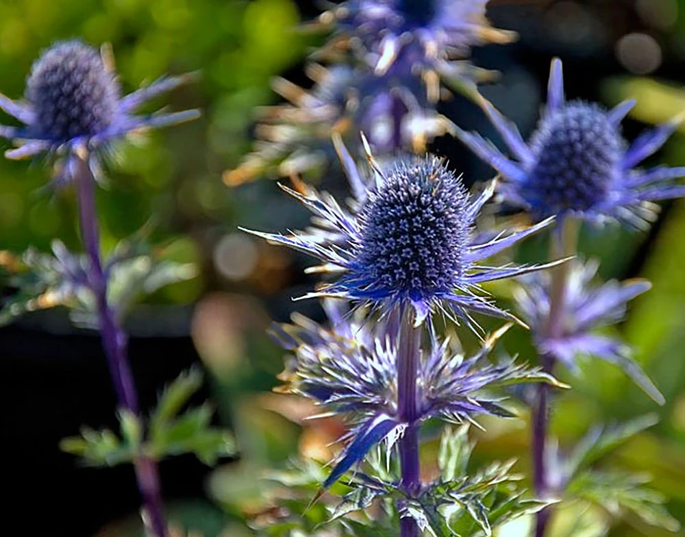 Blue Glitter Sea Holly Perennial - Eryngium - Live Plant - Quart Pot 3 Blue Glitter Sea Holly Perennial - Eryngium - Live Plant - Quart Pot