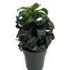 Twister Dragon Tree - Dracaena Fragrans - 6" Pot - Easy To Grow House Plant 2 Twister Dragon Tree - Dracaena Fragrans - 6" Pot - Easy To Grow House Plant -Cheap Plants Store apigwhllx 19848.1630600088